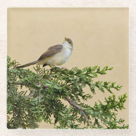 かわいいスズメの鳥の写真 ガラスコースター (正面)