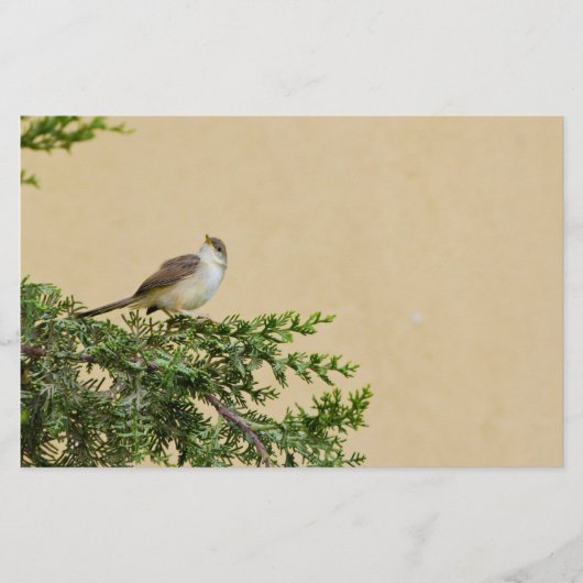 かわいいスズメの鳥の写真 便箋 (正面)