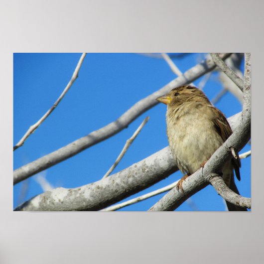かわいいスズメ ポスター (正面)