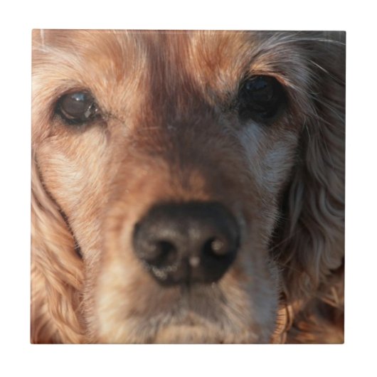 かわいいスパニエル犬のタイル タイル (正面)