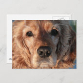 かわいいスパニエル犬はがき ポストカード (正面/裏面)