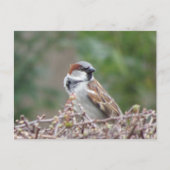 かわいいスパロウDIYはがき ポストカード (正面)