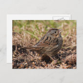 かわいいスプーンキーリンカーンのスパローソングバード ポストカード (正面/裏面)