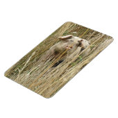 かわいいスポッティピグプレミアムマグネット マグネット (左側)