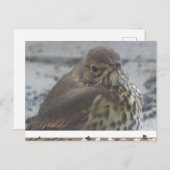 かわいいスリッシュクローズアップDIYポストカード ポストカード (正面/裏面)