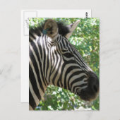 かわいいゼブラはがき ポストカード (正面/裏面)
