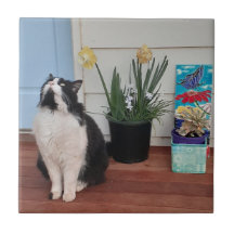 かわいいタキシード猫白黒猫フローラ水仙