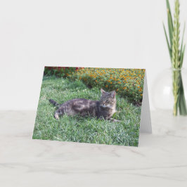かわいいタビーの猫写真 カード