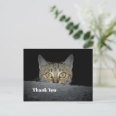 かわいいタビー猫のぞき見写真ありがとう ポストカード (スタンド正面)