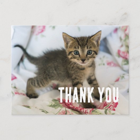 かわいいタビー猫のサプライズ感謝イラスト ポストカード (正面)