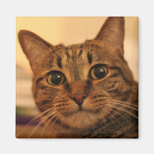 かわいいタビー猫冷蔵庫用マグネット マグネット (正面)