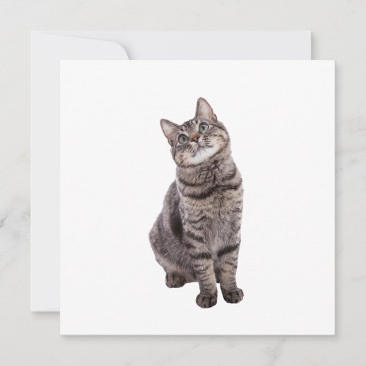 かわいいタビー猫 案内状 (正面)