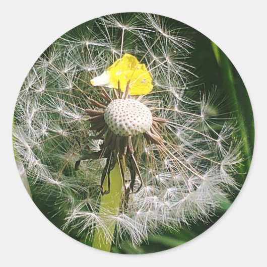 かわいいタンポポ ラウンドシール (正面)