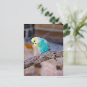 かわいいターコイズ色のセキセイインコのカスタムフォトカード ポストカード (スタンド正面)