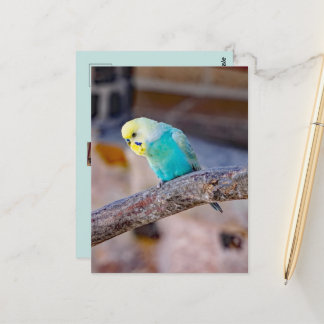 かわいいターコイズ色のセキセイインコのカスタムフォトカード ポストカード