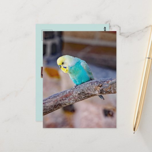 かわいいターコイズ色のセキセイインコのカスタムフォトカード ポストカード (正面/裏面インサイチュ)