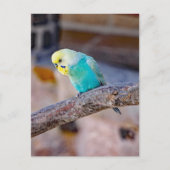 かわいいターコイズ色のセキセイインコのカスタムフォトカード ポストカード (正面)