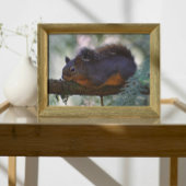 かわいいダグラスのリス野生動物 フォトプリント