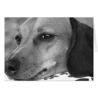 かわいいダックスフント