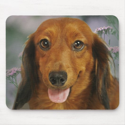 かわいいダックスフント(長い髪ブラウン)の野生花 マウスパッド (正面)