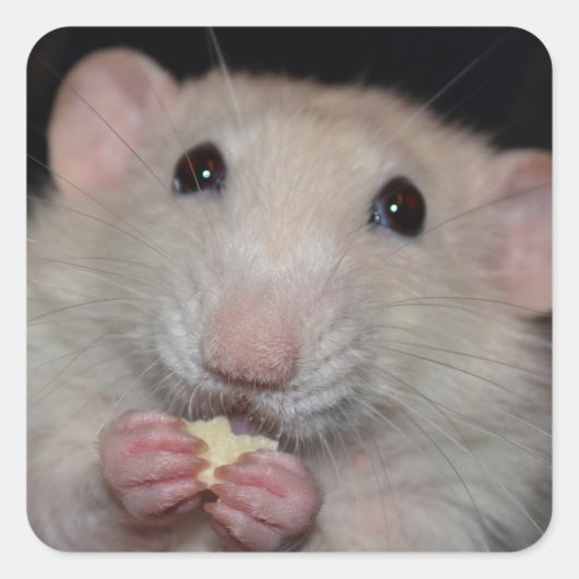 かわいいダンボラットシール スクエアシール (正面)