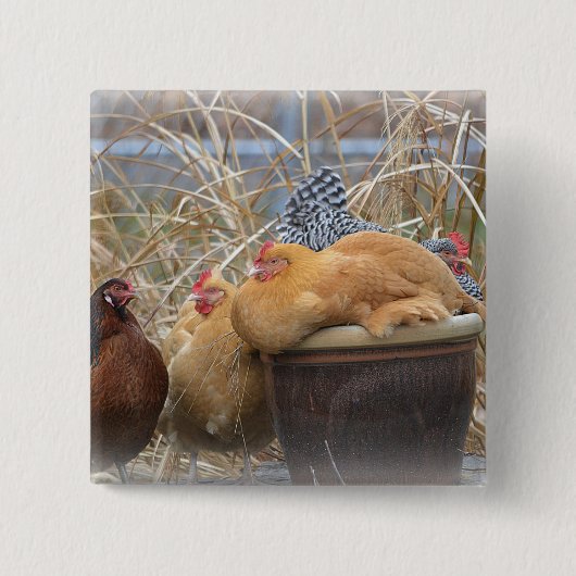 かわいいチキンボタン 缶バッジ (正面)