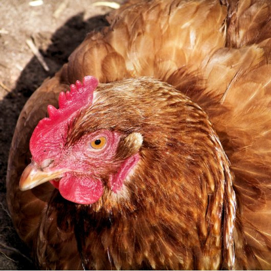 かわいいチキン カード