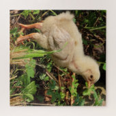 かわいいチキン、チキンチキン、もちろん。 ジグソーパズル (横)