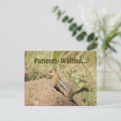 かわいいチップモンが岩の上にいる写真のカスタムポストカード ポストカード (スタンド正面)