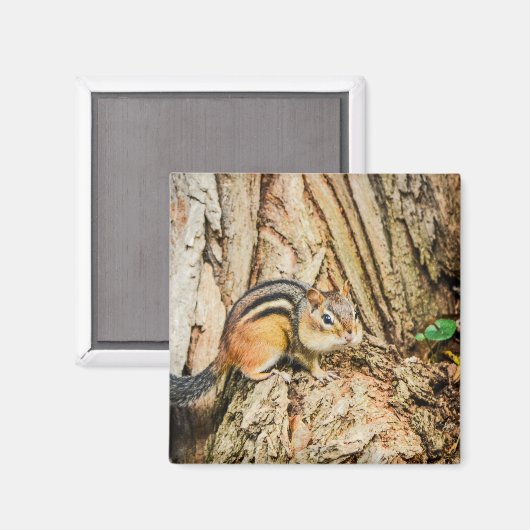 かわいいチムンクウッドランドアニマルズスクエア マグネット (正面/裏面)