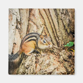 かわいいチムンクウッドランドアニマルズスクエア マグネット (正面)