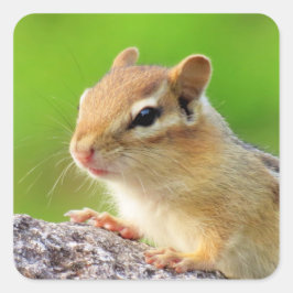 かわいいチムンク スクエアシール