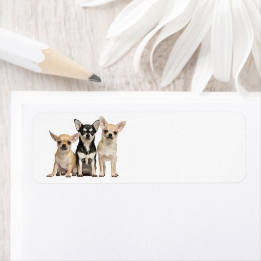 かわいいチワハス ラベル (インサイチュ)