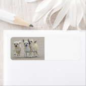 かわいいチワフアパピズラベル ラベル (インサイチュ)