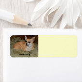 かわいいチワワ休息 ラベル (インサイチュ)