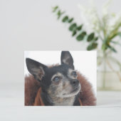 かわいいチワワ写真はがき ポストカード (スタンド正面)