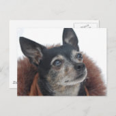 かわいいチワワ写真はがき ポストカード (正面/裏面)