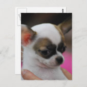 かわいいチワワ葉書 ポストカード (正面/裏面)