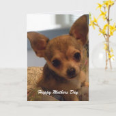 かわいいチワワ: 母の日カード カード (黄色い花)