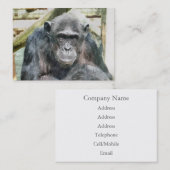 かわいいチンパンジー 名刺 (正面/裏面)