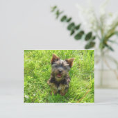 かわいいテリア犬 ポストカード (スタンド正面)