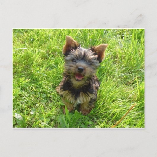 かわいいテリア犬 ポストカード (正面)