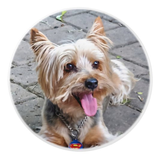 かわいいテリア セラミックノブ (正面)