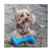 かわいいテリア タイル (正面)