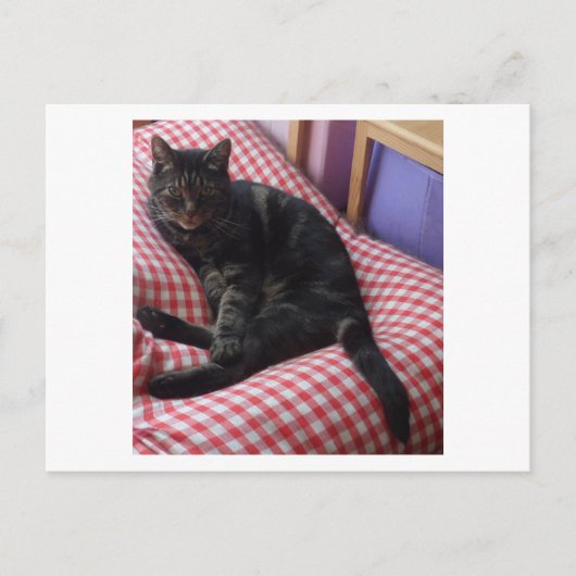 かわいいデイブ ポストカード (正面)