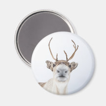 かわいいトナカイ自然写真