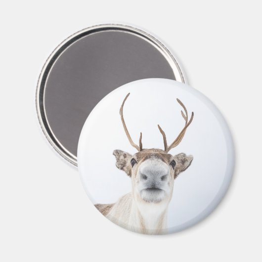 かわいいトナカイ自然写真 マグネット (正面/裏面)