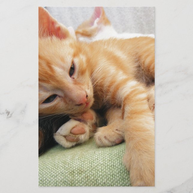 かわいいトラの縞模様の子猫 (正面)