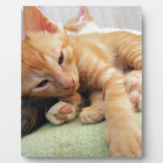 かわいいトラの縞模様の子猫 フォトプラーク (正面)