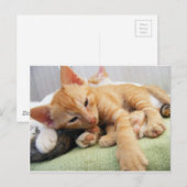 かわいいトラの縞模様の子猫 ポストカード (正面/裏面)